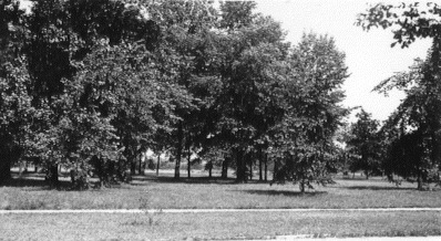 Wilson's Wood Grove - SE Chicago Blvd - 1933